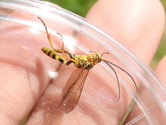 Setanta parsimonica