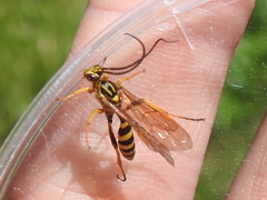 Setanta parsimonica