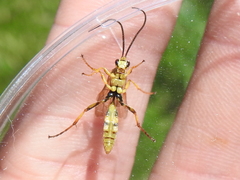 Setanta parsimonica
