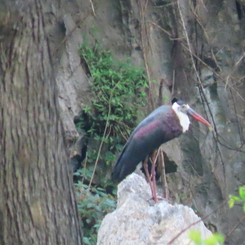 iNaturalist image