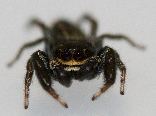 Ribbon Jumping Spider