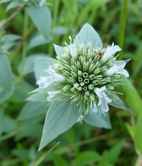 Pycnanthemum setosum