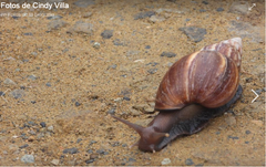 Sinistrofulgur perversum