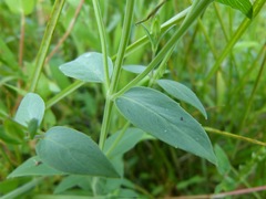 Pycnanthemum setosum