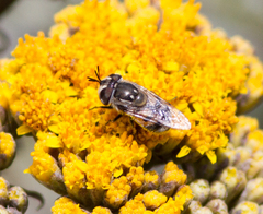 Copestylum marginatum