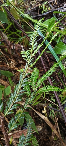 Retrophyllum rospigliosii
