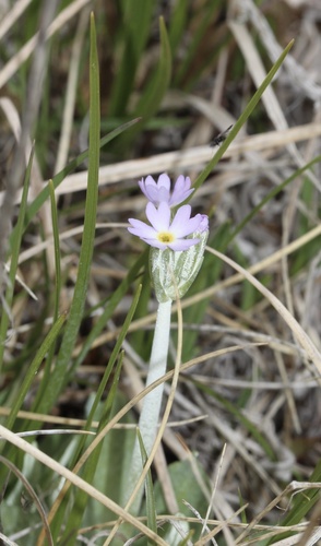 Primula incana