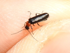 Ditemnus perforatus