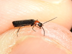 Ditemnus perforatus