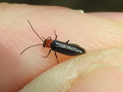 Ditemnus perforatus