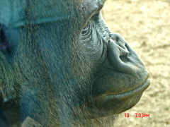 Gorilla gorilla