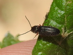 Limonius basilaris
