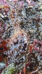 Boltenia villosa