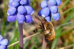 Bombylius major