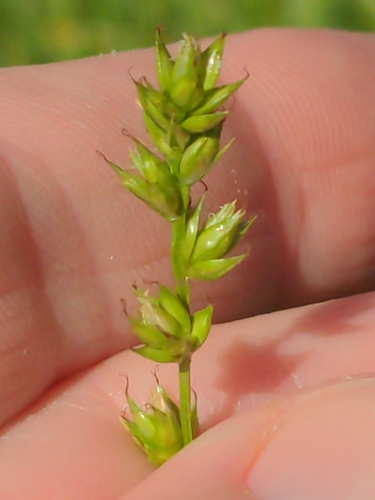 Carex leersii, photograph 5