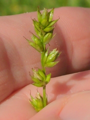 Carex leersii, photograph author not stated, no rights reserved