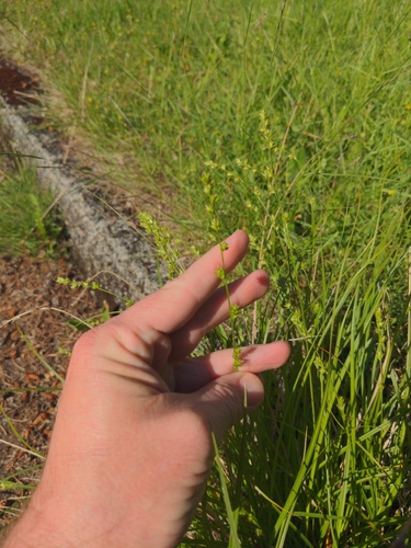 Carex leersii, photograph 6