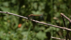 Erythrodiplax atroterminata