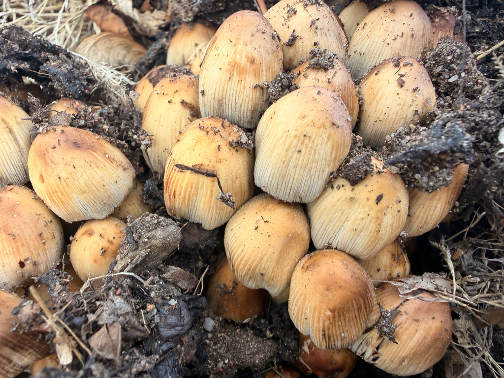 mica cap · May 2026 · photo: Photo: (c) Ryan Goodman, some rights reserved (CC BY) · iNaturalist