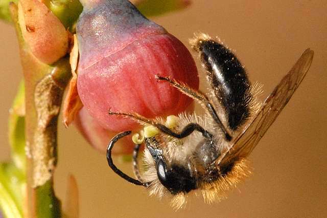 Bilberry Mining Bee