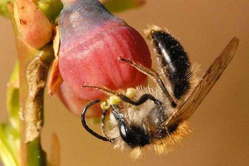 Bilberry Mining Bee