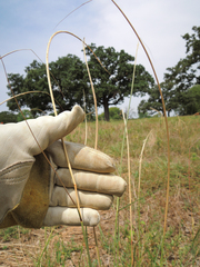 Sporobolus compositus