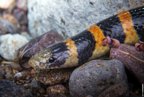 Banded Sand Snake