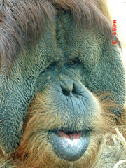 Pongo