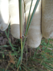 Sporobolus compositus