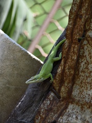 Anolis porcatus