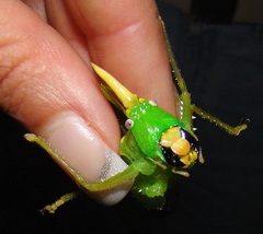 Copiphora rhinoceros