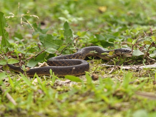 Plagiopholis pluvialis