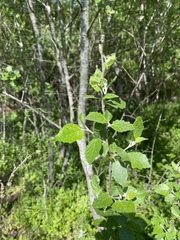 Populus