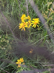 Senecio ampullaceus