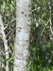 Populus