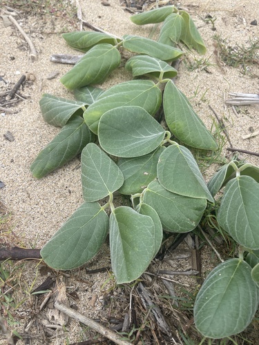 Canavalia sericea observed 2026-05-21