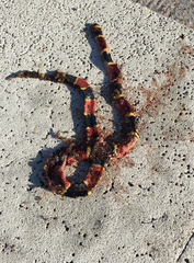 Micrurus tener tener