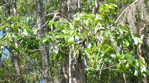 Fraxinus caroliniana, photograph 6