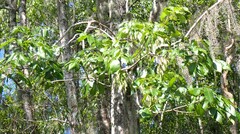 Fraxinus caroliniana, photograph (c) mfeaver, some rights reserved (CC BY)