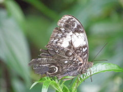 Caligo martia