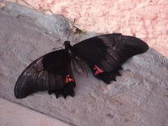 Heraclides anchisiades capys