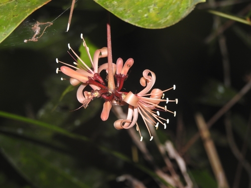 Samadera indica observed 2026-05-21