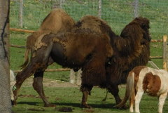 Camelus bactrianus