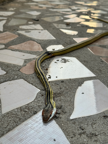 Speckled Sand Racer