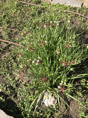 Allium canadense canadense