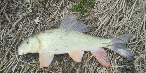 Silver redhorse (Moxostoma anisurum) — Catostomidae — 5