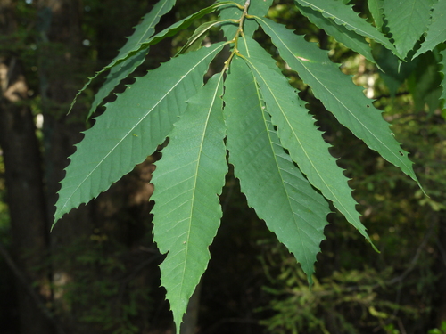 American chestnut