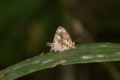 Sarota chrysus