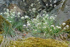 Arabidopsis arenosa arenosa