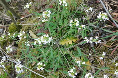 Arabidopsis arenosa arenosa